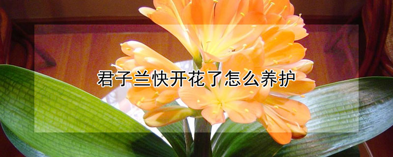 君子蘭快開花了怎么養護