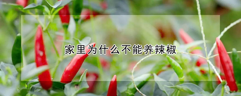 家里為什么不能養(yǎng)辣椒