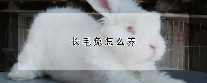 長(zhǎng)毛兔怎么養(yǎng)