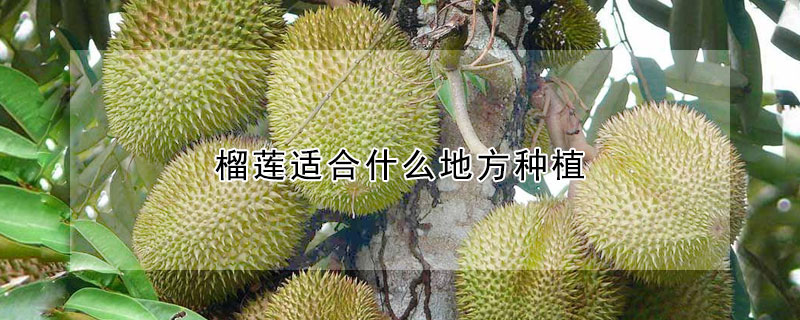 榴蓮適合什么地方種植