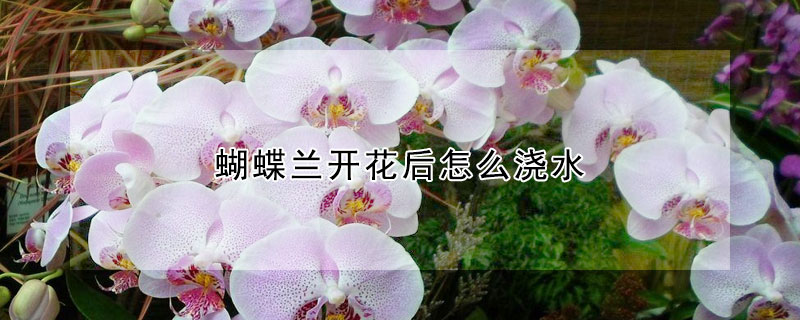 蝴蝶蘭開(kāi)花后怎么澆水