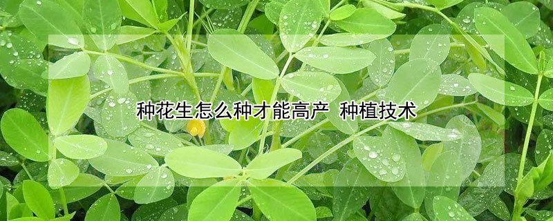 種花生怎么種才能高產(chǎn) 種植技術(shù)