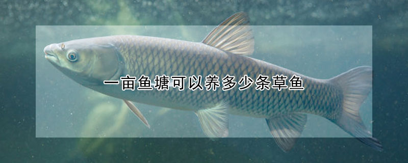 一畝魚塘可以養多少條草魚