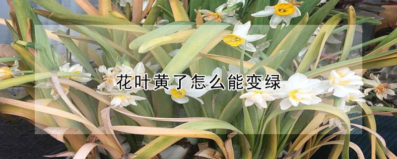 花葉黃了怎么能變綠