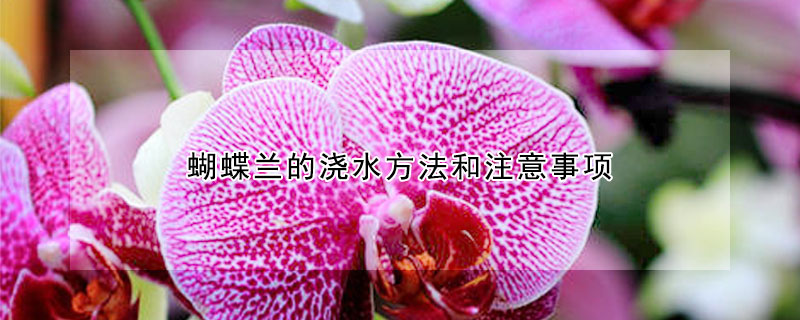 蝴蝶蘭的澆水方法和注意事項