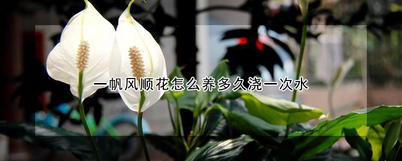 一帆風順花怎么養多久澆一次水