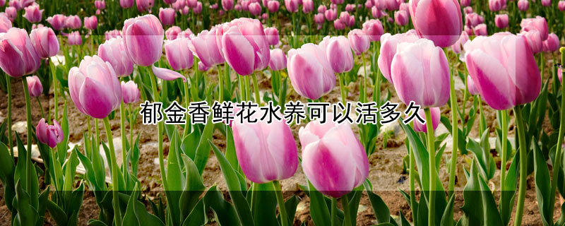 郁金香鮮花水養(yǎng)可以活多久