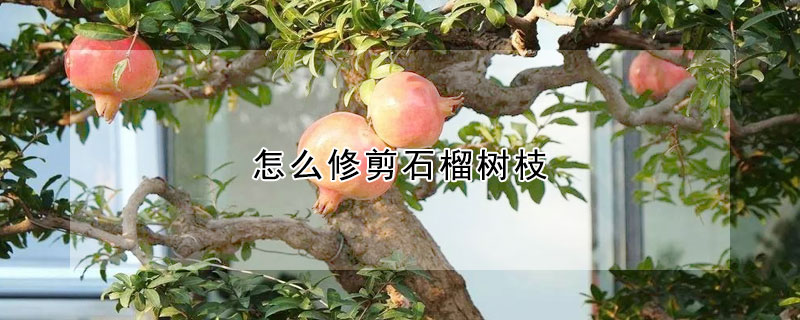 怎么修剪石榴樹枝