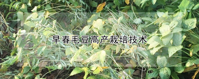 早春毛豆高產(chǎn)栽培技術(shù)
