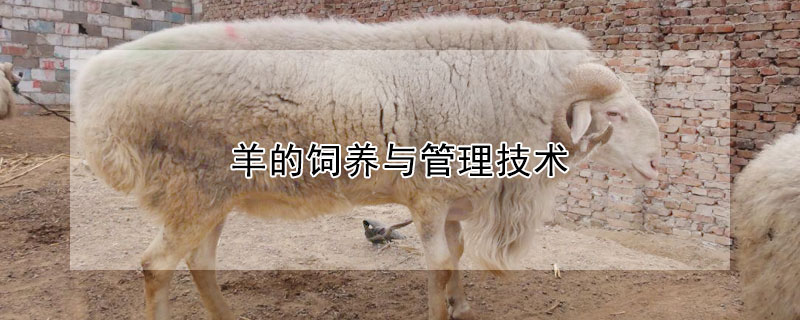 羊的飼養(yǎng)與管理技術(shù)