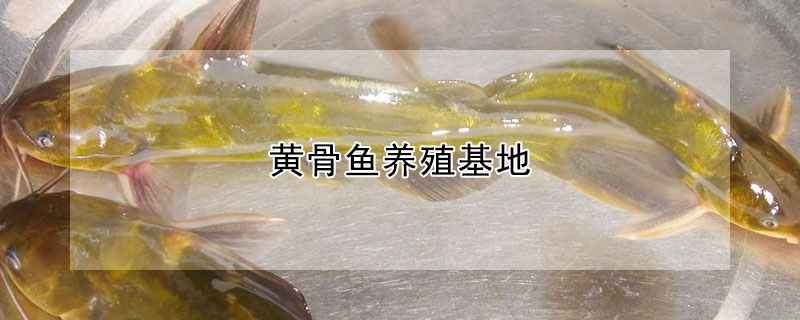 黃骨魚養殖基地