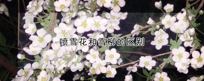 噴雪花和雪柳的區(qū)別