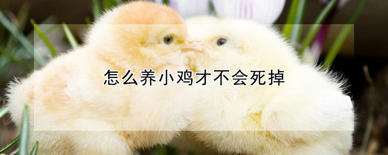 怎么養(yǎng)小雞才不會死掉