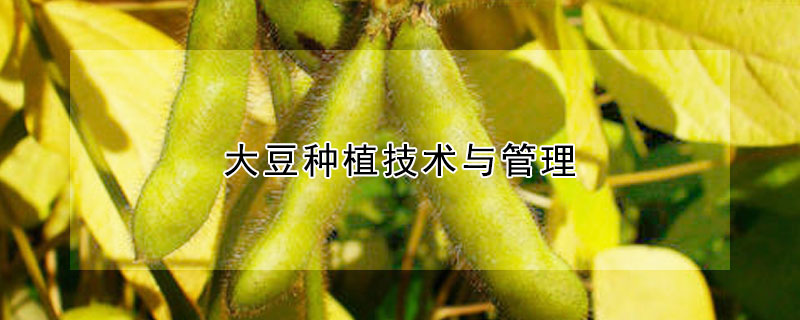 大豆種植技術(shù)與管理