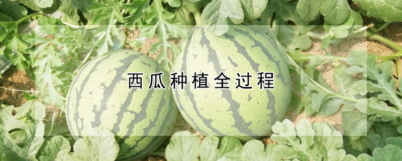 西瓜種植全過程
