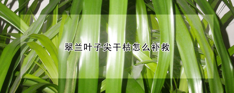 翠蘭葉子尖干枯怎么補救