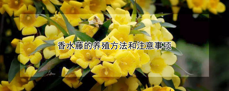 香水藤的養(yǎng)殖方法和注意事項(xiàng)