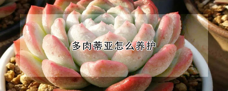 多肉蒂亞怎么養(yǎng)護(hù)