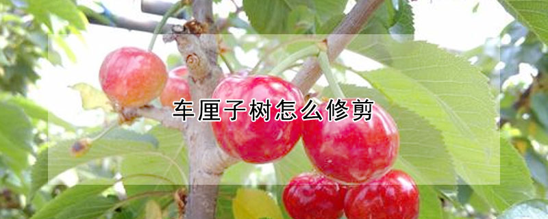 車厘子樹怎么修剪