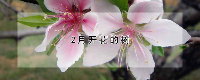 2月開花的樹