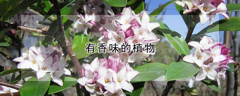 有香味的植物