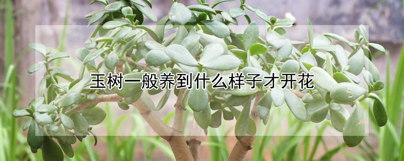 玉樹一般養(yǎng)到什么樣子才開花