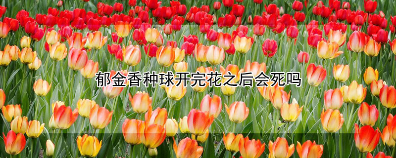 郁金香種球開完花之后會死嗎