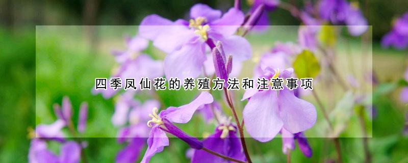 四季鳳仙花的養(yǎng)殖方法和注意事項