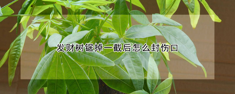 發財樹鋸掉一截后怎么封傷口