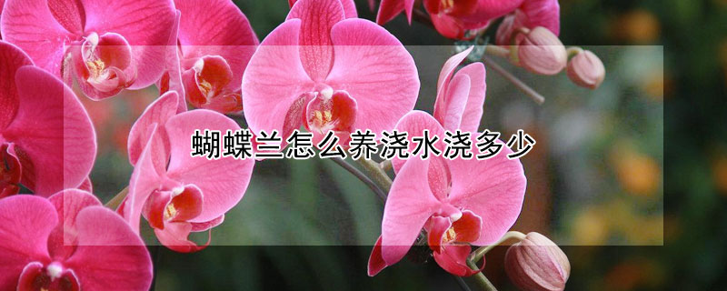 蝴蝶蘭怎么養澆水澆多少