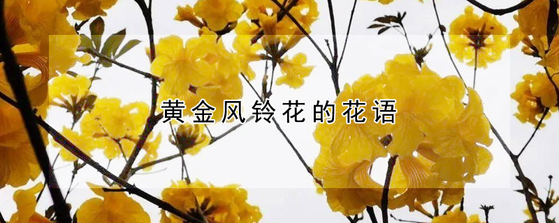 黃金風(fēng)鈴花的花語(yǔ)