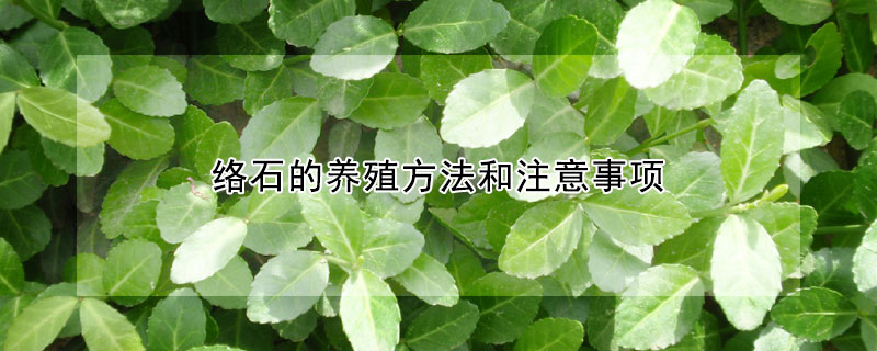 絡(luò)石的養(yǎng)殖方法和注意事項(xiàng)