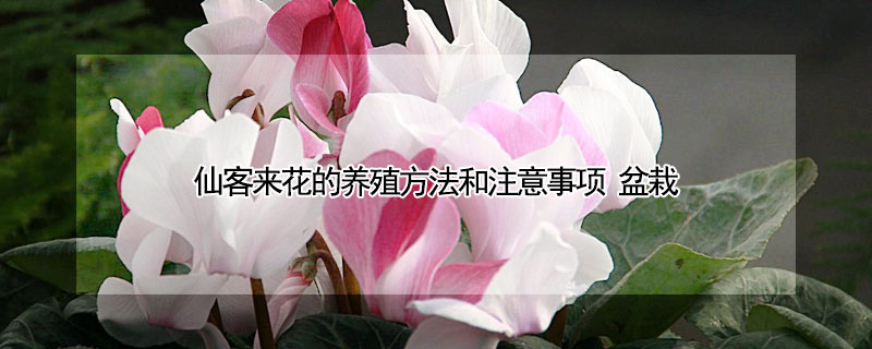 仙客來花的養(yǎng)殖方法和注意事項(xiàng) 盆栽