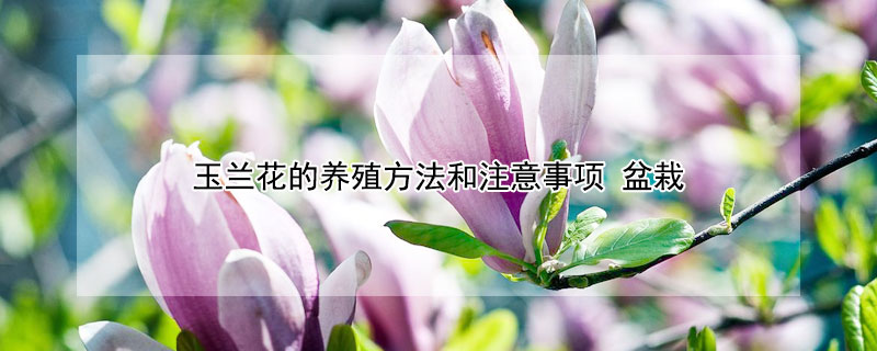 玉蘭花的養(yǎng)殖方法和注意事項 盆栽