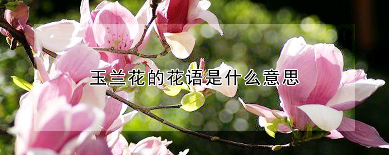 玉蘭花的花語(yǔ)是什么意思