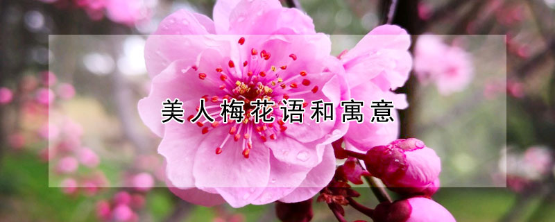 美人梅花語(yǔ)和寓意