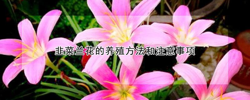 韭菜蘭花的養(yǎng)殖方法和注意事項(xiàng)
