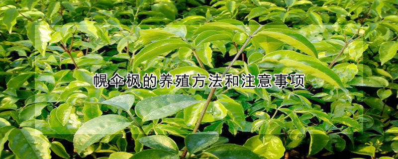 幌傘楓的養(yǎng)殖方法和注意事項(xiàng)