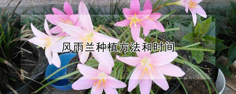風(fēng)雨蘭種植方法和時間