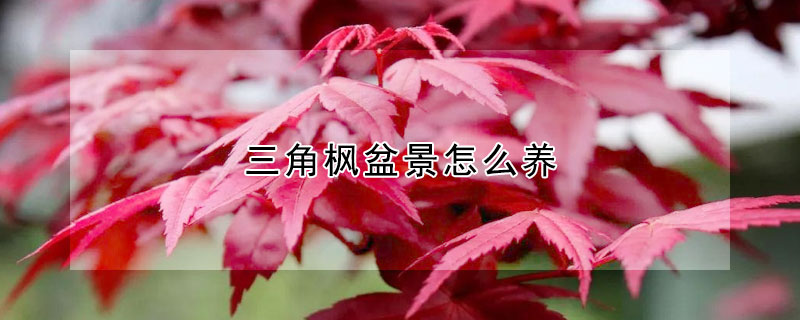 三角楓盆景怎么養(yǎng)