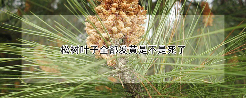 松樹葉子全部發(fā)黃是不是死了