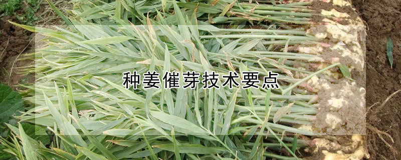 種姜催芽技術(shù)要點(diǎn)