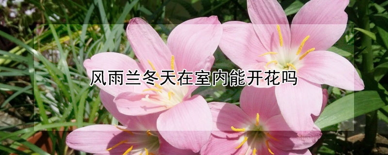 風(fēng)雨蘭冬天在室內(nèi)能開花嗎