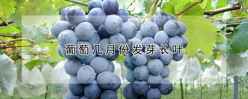葡萄幾月份發(fā)芽長葉
