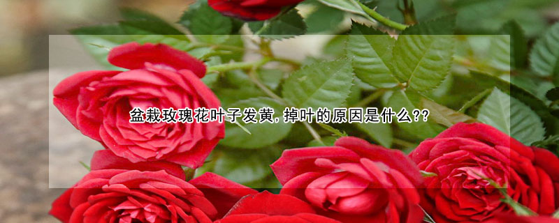 盆栽玫瑰花葉子發黃,掉葉的原因是什么??