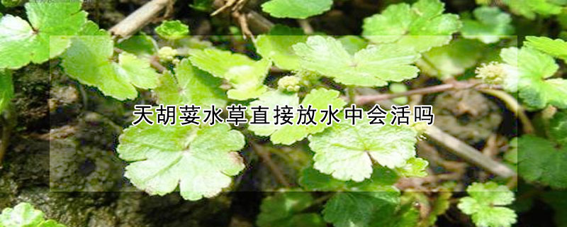 天胡荽水草直接放水中會(huì)活嗎