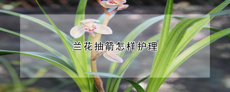 蘭花抽箭怎樣護理