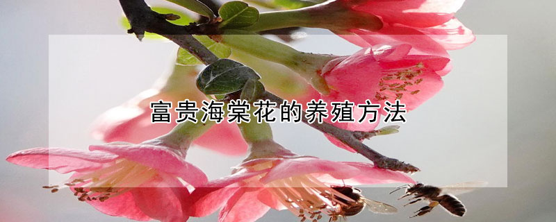 富貴海棠花的養殖方法