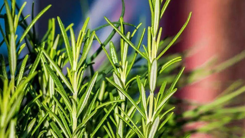 迷迭香的種植方法和注意事項(xiàng)
