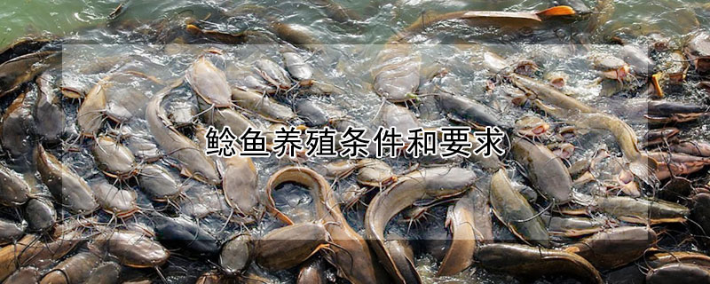 鯰魚養(yǎng)殖條件和要求